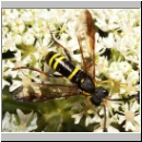Tenthredo vespa - Blattwespe w12.jpg